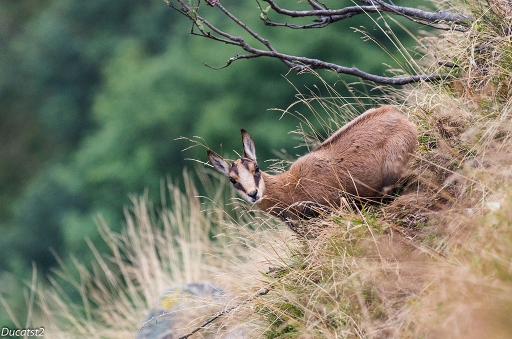 2015-08-19/ducatst2
ducatst2 [Faune sauvage]

