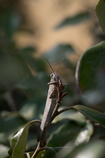 2017-09-09/ novice du 11
novice du 11 [Macro et proxiphotographie nature]

