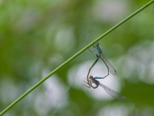 2017-10-24/olilignan
olilignan [Macro et proxiphotographie nature]
