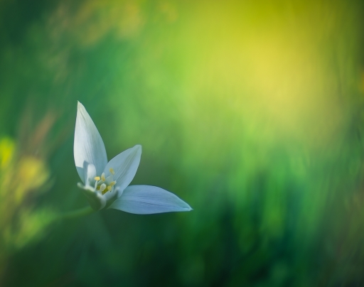 2018-04-06/ olilignan
olilignan  [Flore et Botanique]
