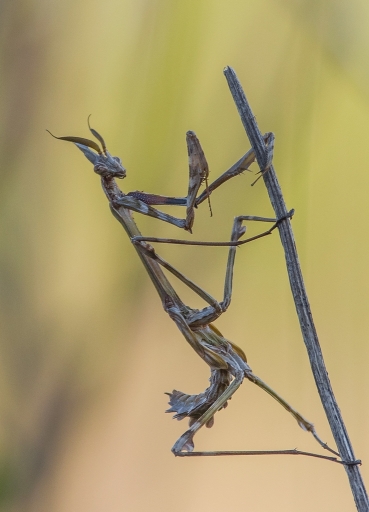 2018-04-18/SPentaxQR
SPentaxQR [Macro et proxiphotographie nature]
