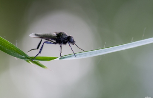 2018-04-28/ Mickmac
Mickmac  [Macro et proxiphotographie nature]
