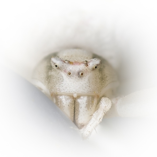 2018-05-15/olilignan
olilignan [Macro et proxiphotographie nature]
