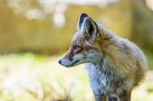 2018-05-16/degun13113
degun13113 [Faune sauvage]
