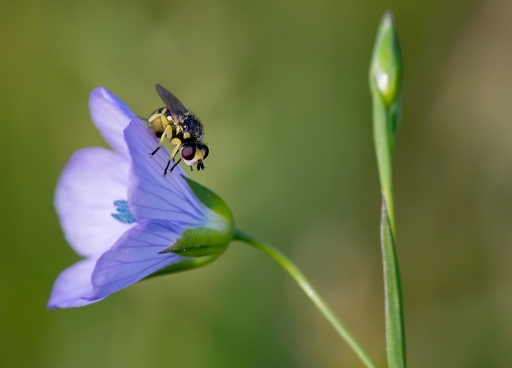 2018-05-23/neosilencers
neosilencers [Macro et proxiphotographie nature]

