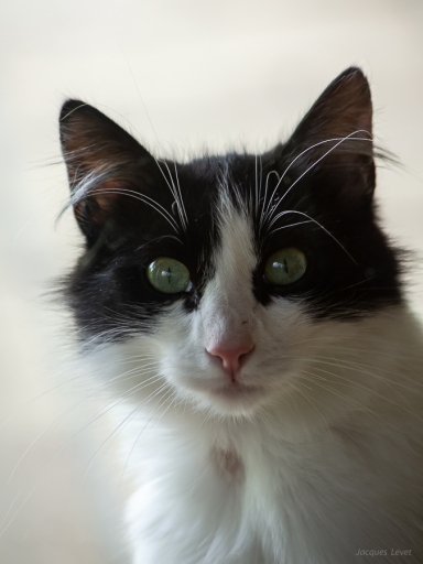 2018-06-06/Pech_les oies
Pech_les oies [Animaux domestiques ou captifs]
