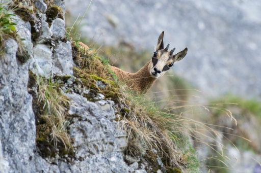 2018+08-08/ ASM
ASM [Faune sauvage]
