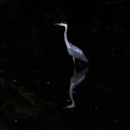 2018-08-04/K7K5K3
K7K5K3 / [Faune sauvage] 
