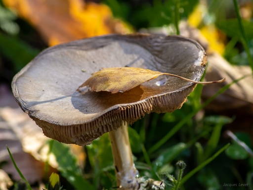 2018-11-20 / Pech les oies 
Pech les oies [Flore et Botanique]
