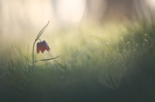 2019-02-26/ donlope01
donlope01  [Flore et Botanique]
