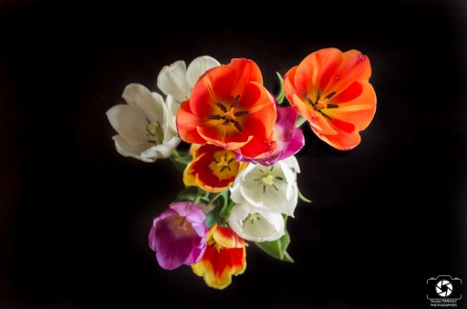 2019-04-03/nicolas03
nicolas03  [Flore et Botanique]
