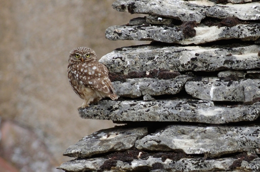 2019-09-04/Mitoufle
Mitoufle [faune sauvage]
