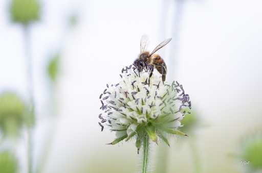 2020-02-18/èfbé
èfbé [Macro et proxiphotographie nature]
