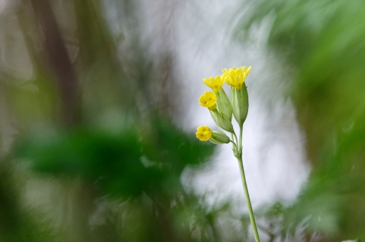 2020-04-15/charlysouho 
charlysouho  [Flore et Botanique]
