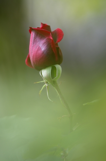 2020-04-21/Netgabe
Netgabe [Flore et Botanique]
