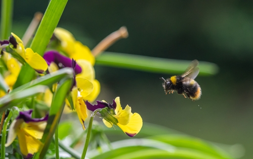 2020-04-21/jagulian
jagulian [Macro et proxiphotographie nature]
