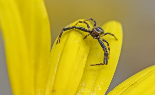 2022-03-23/ dedales
dedales [Macro et proxiphotographie nature]
