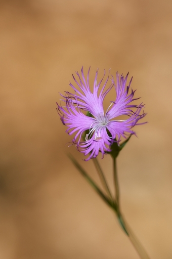 2020-07-04/Vinhug
Vinhug [Flore et Botanique]

