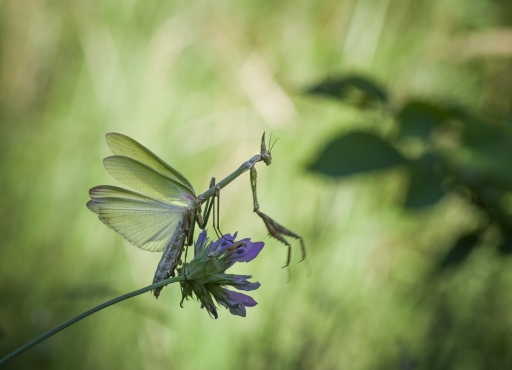 2020-08-02/ olilignan
olilignan [Macro et proxiphotographie nature]
