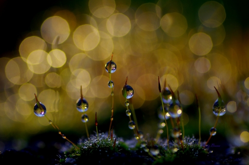 2020-08-21/yuma
yuma [Macro et proxiphotographie nature]
