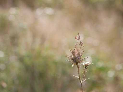 2020-10-16/ olilignan
olilignan [Macro et proxiphotographie nature]
