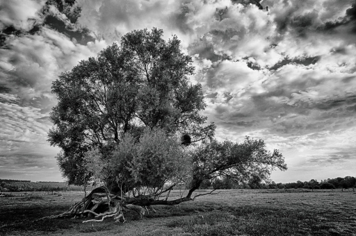 2020-11-24/charlysouho [Paysages et éléments naturels]
