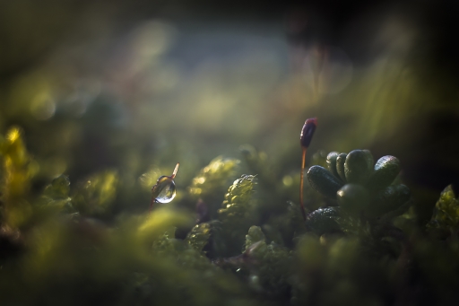 2020-12-17/Opus21
Opus21 [Macro et proxiphotographie nature]
