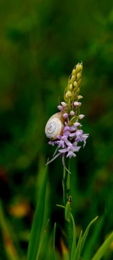 2017-09-19 papy 57
papy 57 [Macro et proxiphotographie nature]
