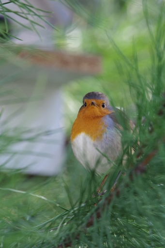 2021-01-12/cricri38
cricri38 [Faune sauvage]
