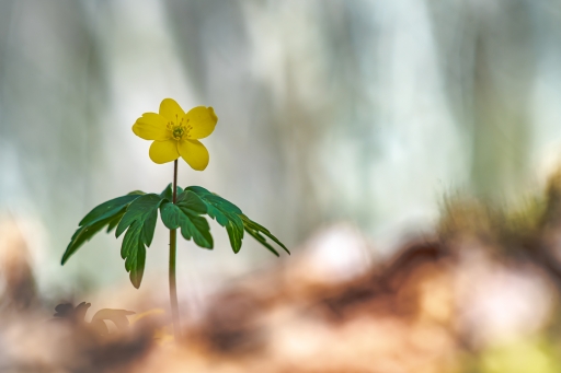 2021-03-31/ Opus21
Opus21 [Flore et Botanique]
