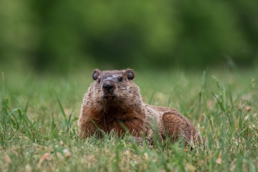 2021-06-15/  K1ribou
K1ribou [Faune sauvage]
