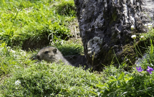 2021-06-29/ jagulian
jagulian [Faune sauvage]
