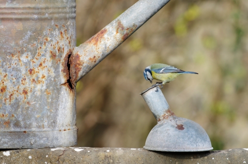 2021-12-22/ Mitoufle
Mitoufle [Faune sauvage]
