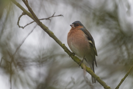 2022-03-02/ charlysouho
charlysouho [Faune sauvage]
