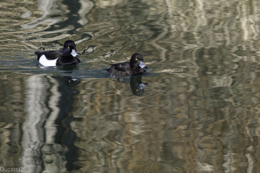 2022-03-10/ducatst2
ducatst2  [Faune sauvage]
