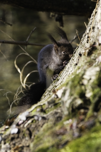 2022-03-15/ ducatst2
ducatst2 [Faune sauvage]
