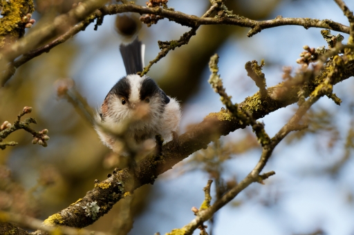 2022-03-16/charlysouho
charlysouho [Faune sauvage]
