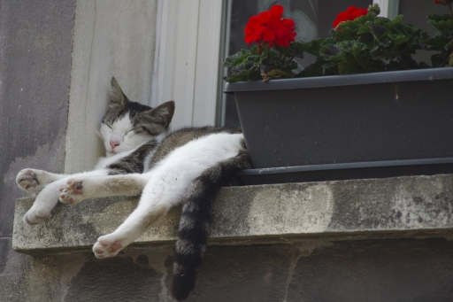 2022-04-16/paphopyto
paphopyto [Animaux domestiques ou captifs]

