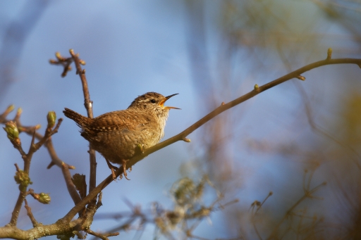 2022-04-19/charlysouho
charlysouho [Faune sauvage]
