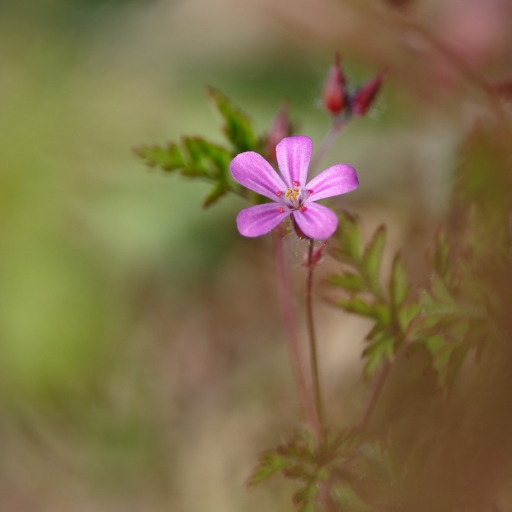 2022-05-04/charlysouho
charlysouho [Flore et Botanique]

