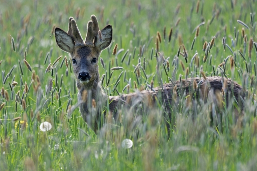 2022-06-01/charlysouho
charlysouho [Faune sauvage]
