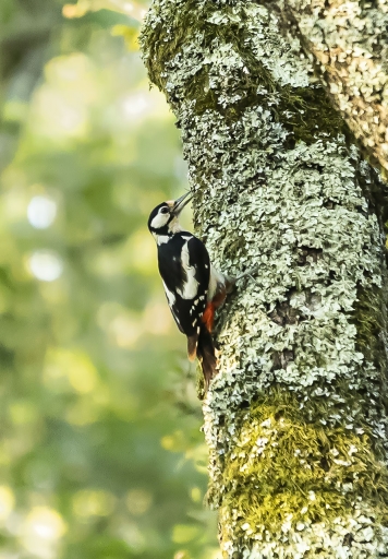 2022-07-13/jagulian
jagulian [Faune sauvage]
