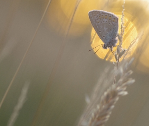 2022-07-12/papy57
papy57 [Macro et proxiphotographie nature]

