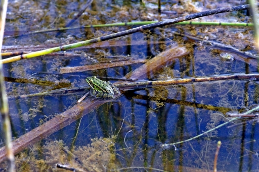 2022-08-03/noa08
noa08 [Faune sauvage]
