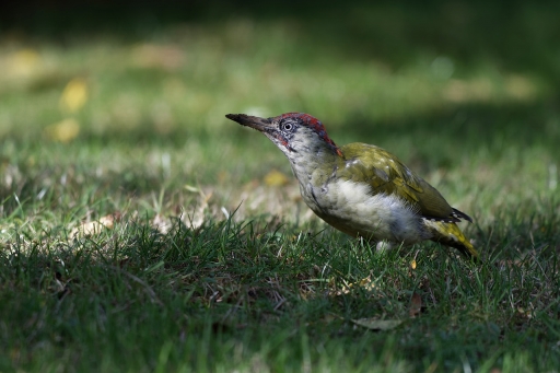2022-10-04/charlysouho
charlysouho [Faune sauvage]
