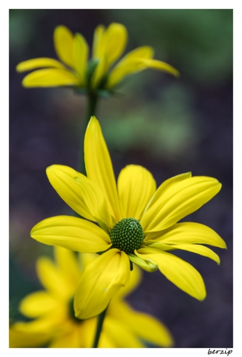 2015-11-24/berzip
berzip [Flore et Botanique]
