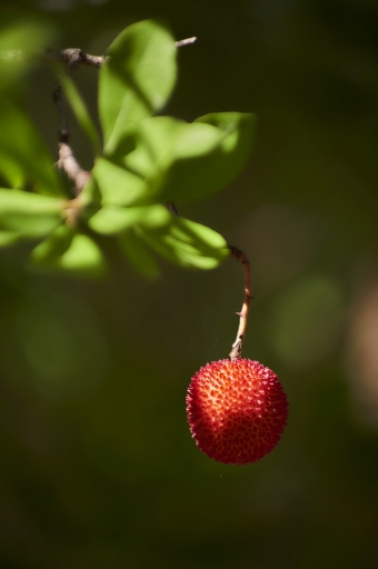 2023-01-11/vinhug
vinhug [Flore et Botanique]
