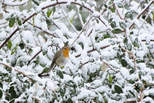 2023-01-28/LeBernard
LeBernard [Faune sauvage]

