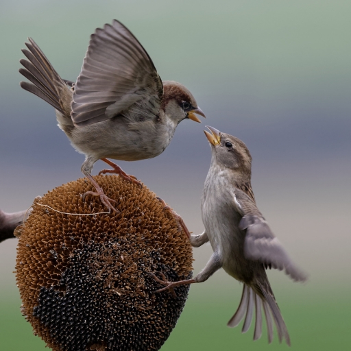 2023-01-24/charlysouho
charlysouho [Faune sauvage]
