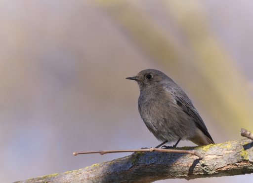 2023-03-29/olilignan
olilignan [Faune sauvage]
